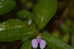 Impatiens minor