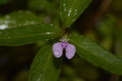 Impatiens minor