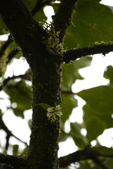 Dendrobium heyneanum
