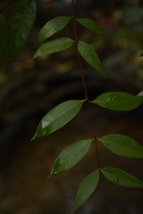 Syzygium toddalioides