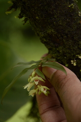 Dendrobium heyneanum