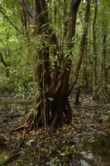 Syzygium toddalioides