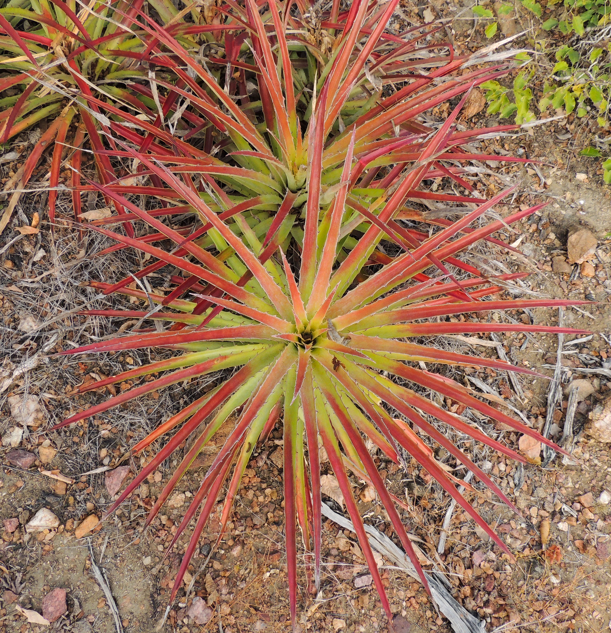 Bromelia arenaria