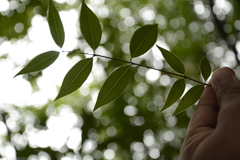 Syzygium toddalioides