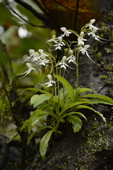 Habenaria crinifera
