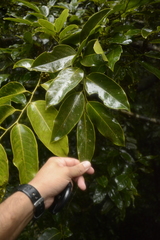 Diospyros paniculata