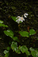 Begonia crenata