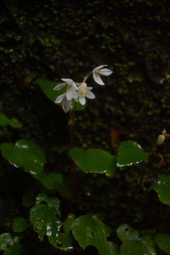 Image of Begonia crenata by (c) Siddarth Machado, some rights reserved (CC BY)