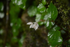 Begonia crenata