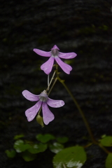 Impatiens acaulis
