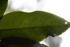 Diospyros paniculata