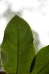 Diospyros paniculata
