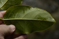 Diospyros paniculata