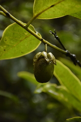 Diospyros paniculata