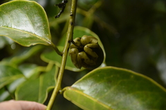 Diospyros paniculata