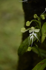 Habenaria crinifera