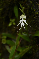 Habenaria crinifera