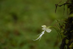 Habenaria crinifera