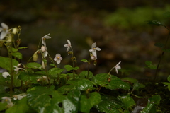 Begonia crenata