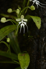 Habenaria crinifera