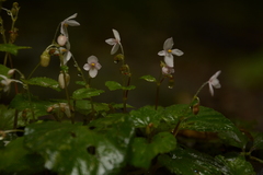 Begonia crenata