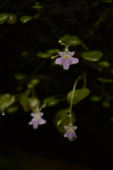 Impatiens agumbeana