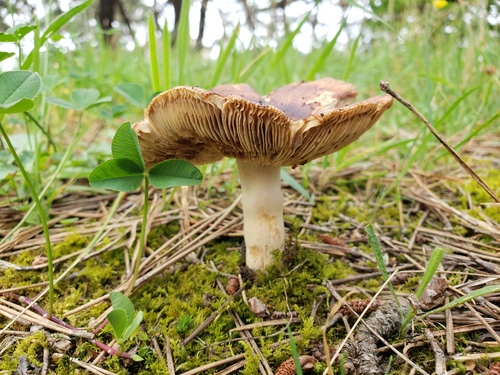 Russula