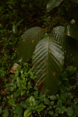 Dipterocarpus indicus