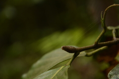 Dipterocarpus indicus