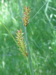 Carex exsiccata