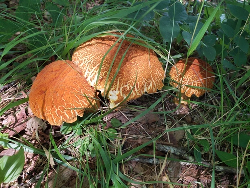 Rugiboletus extremiorientalis