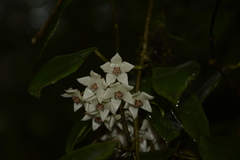 Hoya wightii