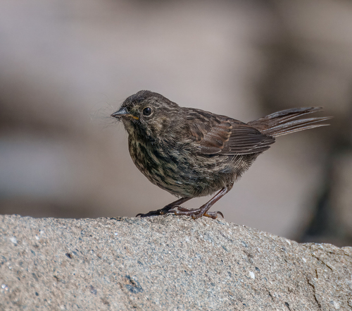 Song Sparrow photographed in Alaska