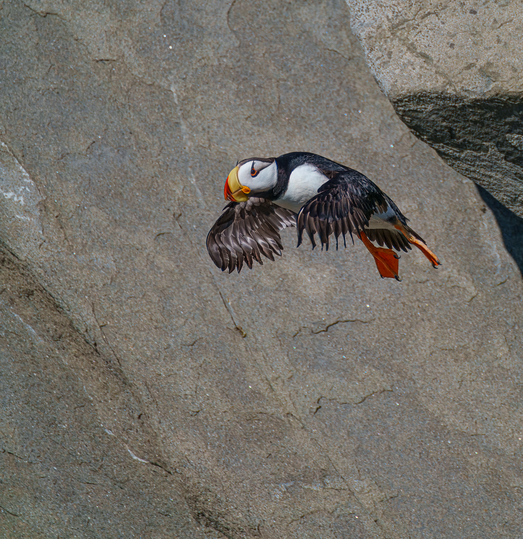 Horned Puffin illustration