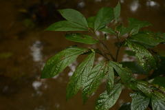 Cleistanthus malabaricus