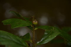 Cleistanthus malabaricus