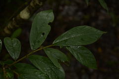 Cleistanthus malabaricus