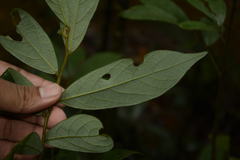 Cleistanthus malabaricus