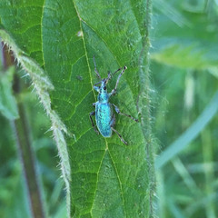 Phyllobius pomaceus