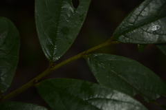 Cleistanthus malabaricus