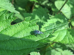 Phyllobius pomaceus