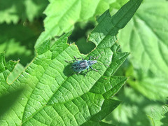 Phyllobius pomaceus