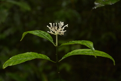 Chassalia curviflora