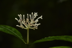 Chassalia curviflora