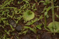 Habenaria grandifloriformis