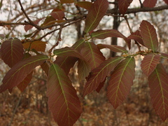 Quercus obtusata