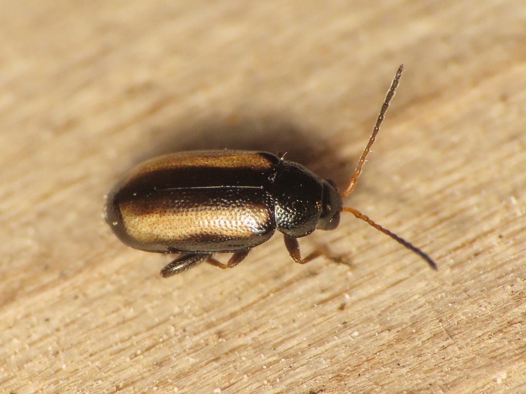 Barley Flea Beetle