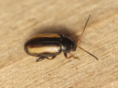 Barley Flea Beetle