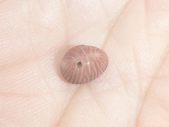 Pseudopusula californiana