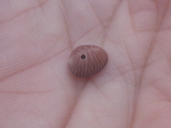 Pseudopusula californiana